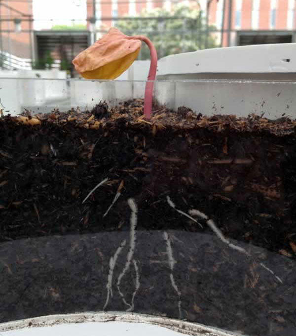 root substrates crop