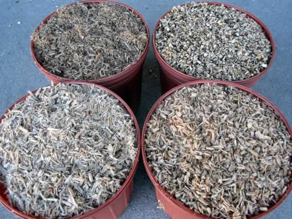 feedstock examples in planters